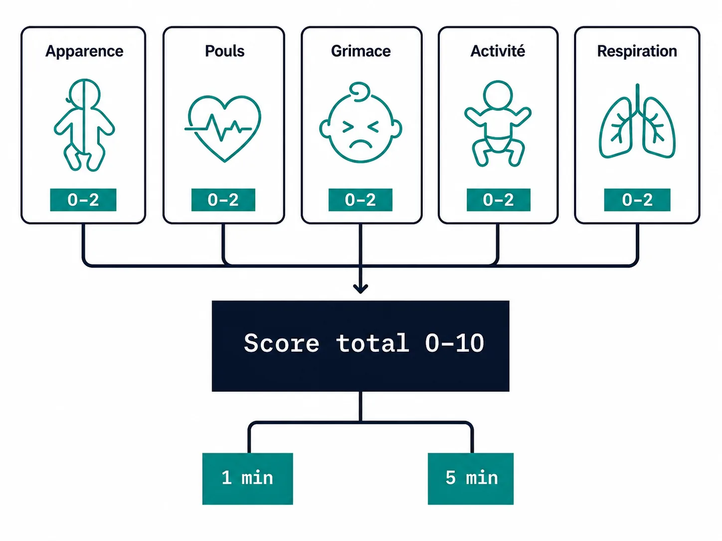 Schéma des cinq critères du score d'Apgar cotés de zéro à deux à une et cinq minutes