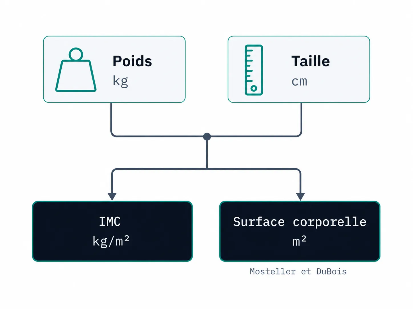 Schéma montrant le calcul de l'IMC et de la surface corporelle à partir du poids et de la taille